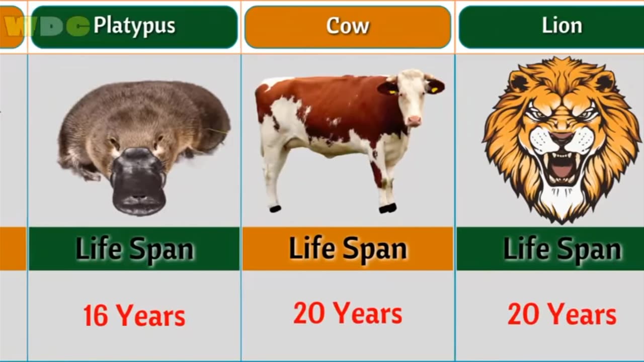 Life span of all animals comparison video.