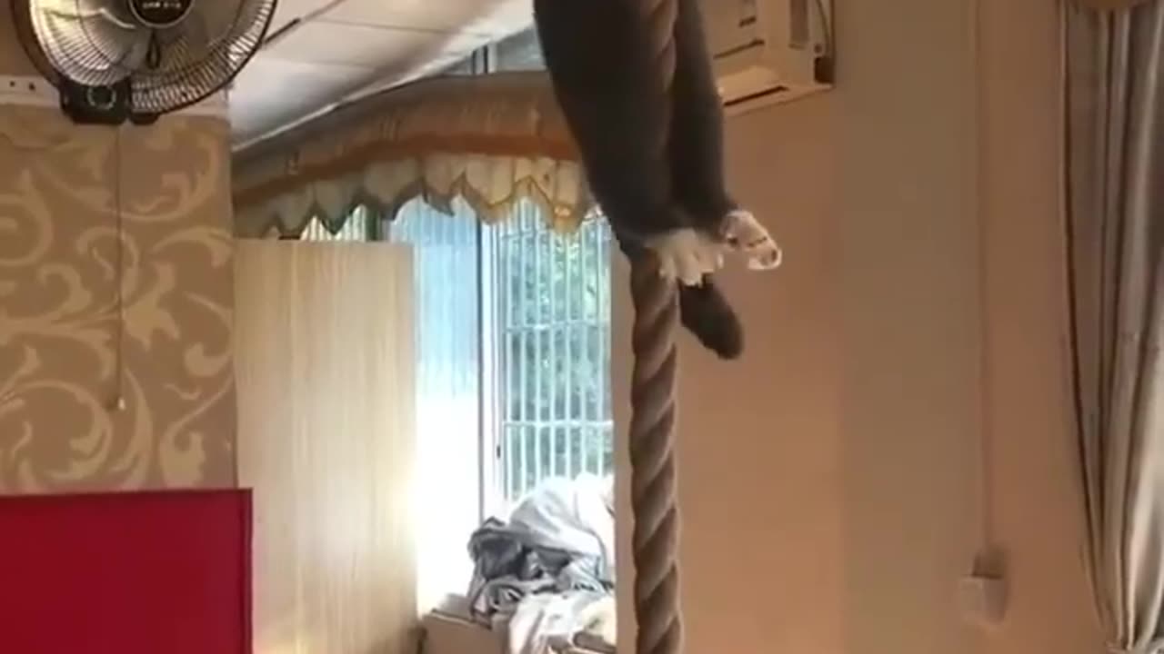 Cat Has Crazyyy Upper Body Strength!