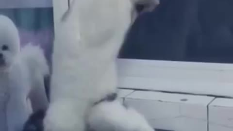 Cat Funny Dance