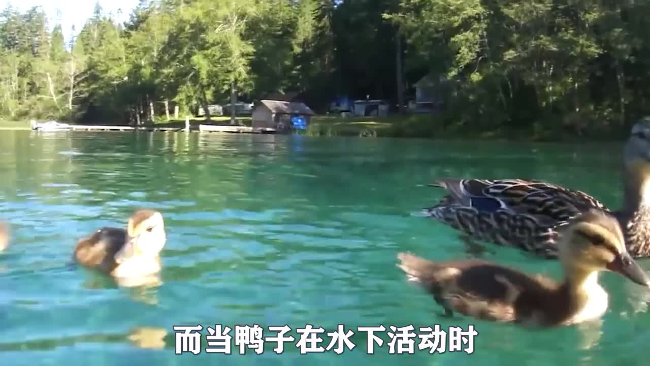 duck in water