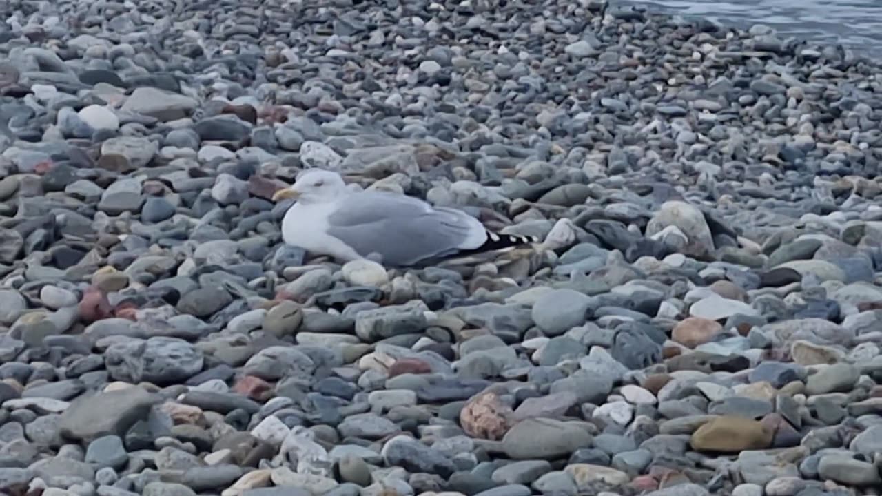 Herring Gull Sitting Down On A Beach In Wales.