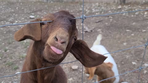 Goat Tongue Texas