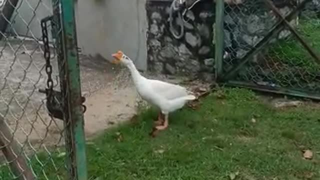 Duck goes after girl filming