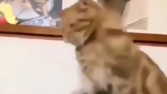 Funny cats fighting 😡😠