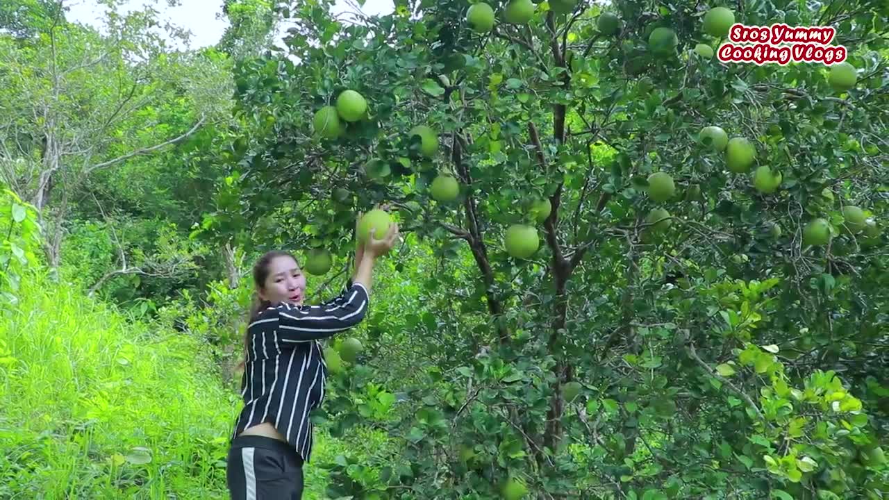 The pomelo fruit in the forest for salad recipe _ Pomelo picking _ Healthy Food