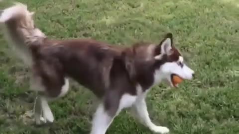 Lovely dog is man's best friend