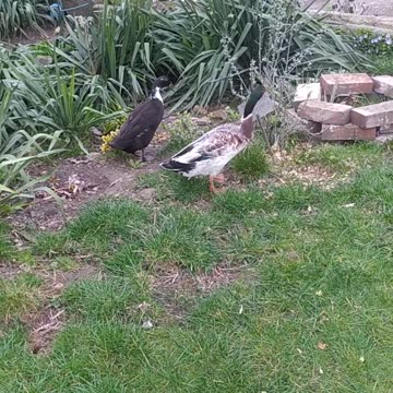 Zorro and Lucky Luke - father and son ;-)