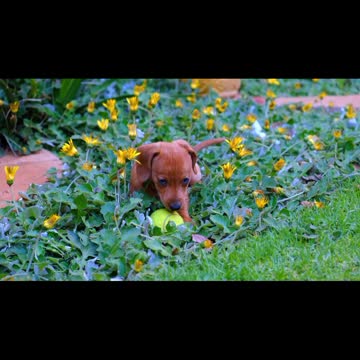 #rumblecute #rumbleviral #rumblevideo #rumblefeature