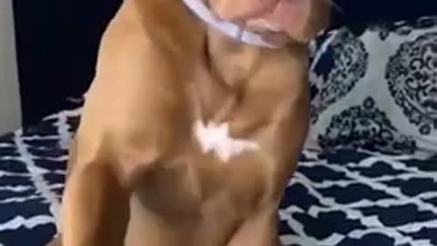 Funny dog videos