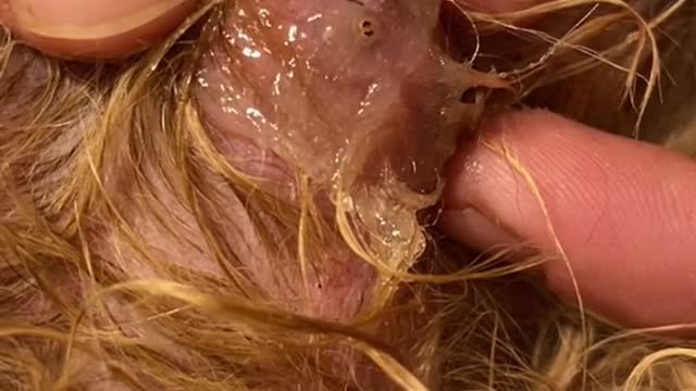 Close-up phase of catching maggots from the dog's body