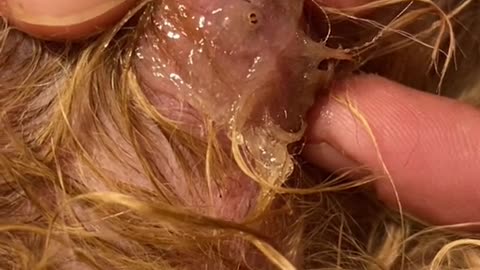 Close-up phase of catching maggots from the dog's body