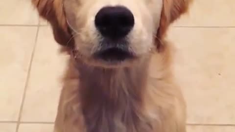 cooperating puppies