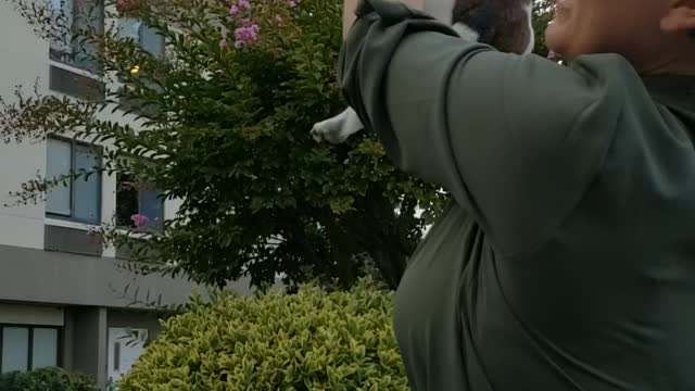Lion king puppy