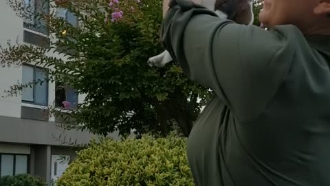 Lion king puppy