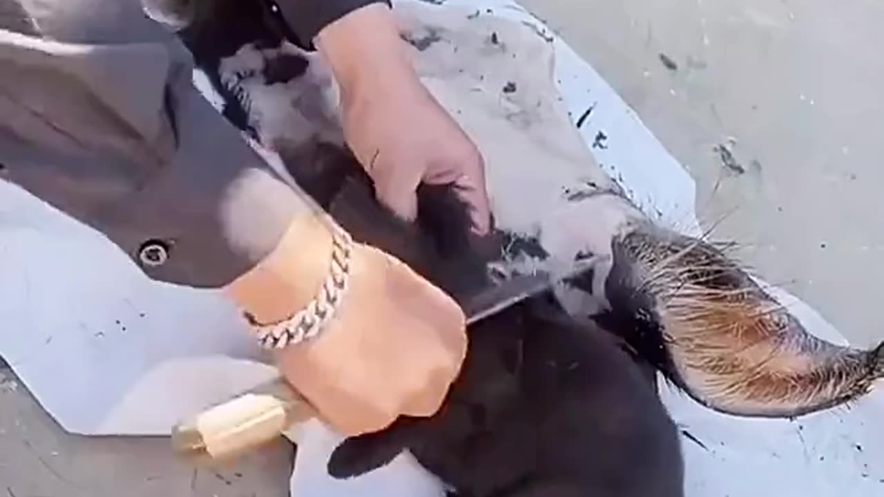 Funny animals