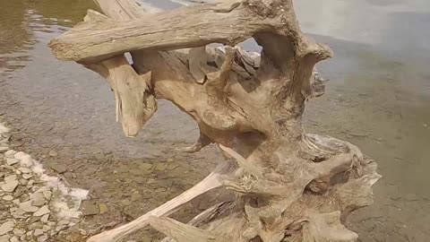 Very strange piece of driftwood at Hemlock lake, NY