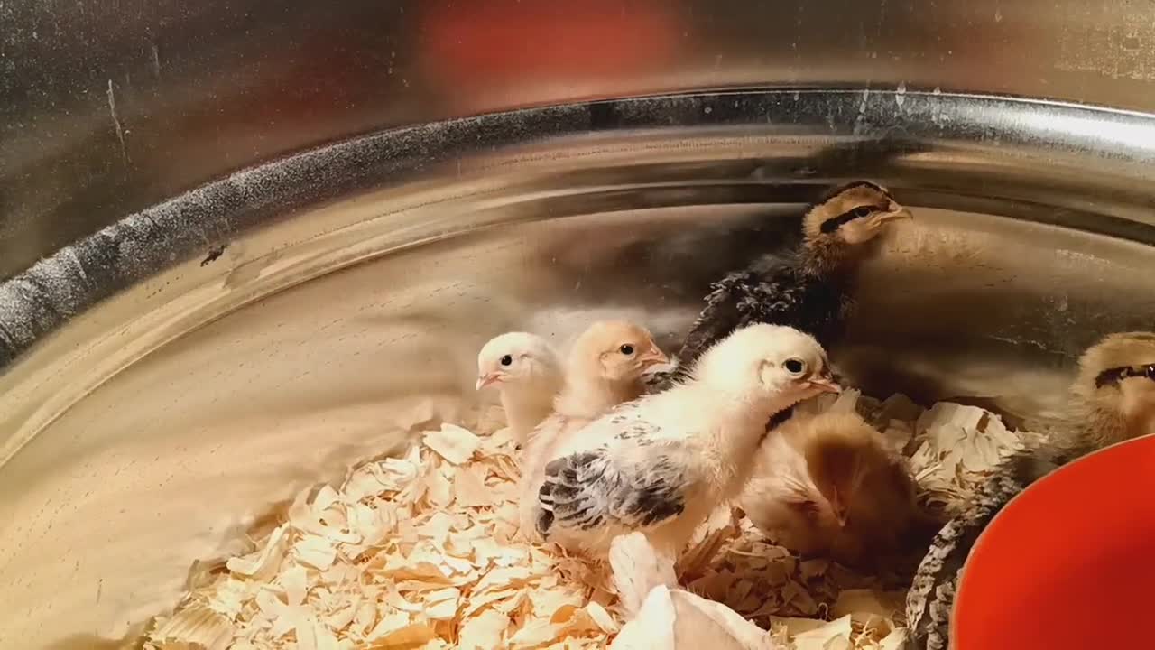 Chicks at 3 weeks old