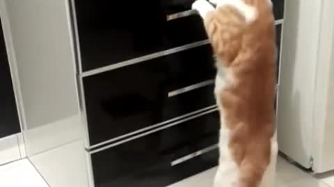Cat opening cabinet