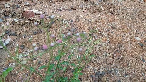 Beautiful Wildflower