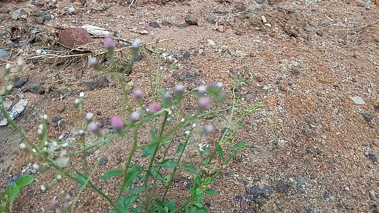 Beautiful Wildflower