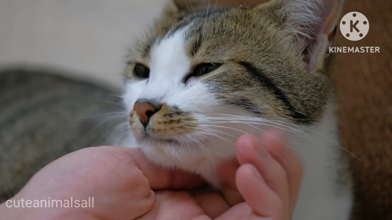 Cute cat and human playing video