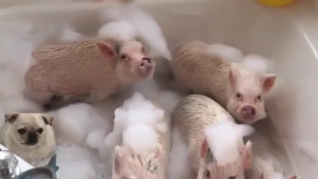 A group of pigs take a bath with a dog