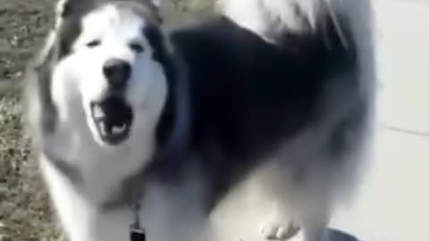 Super 😘 funny dog animals funny
