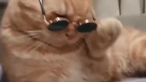 Funny cat with glasses