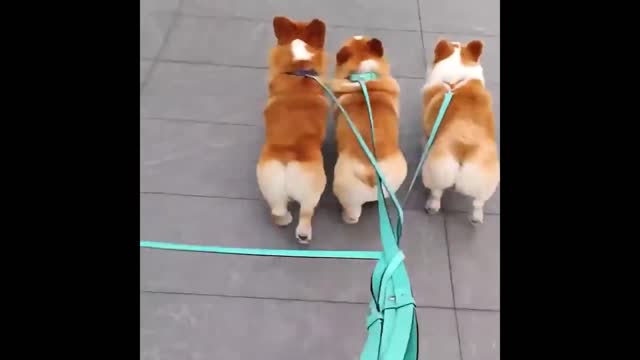 Cute and Funny Cat Dog