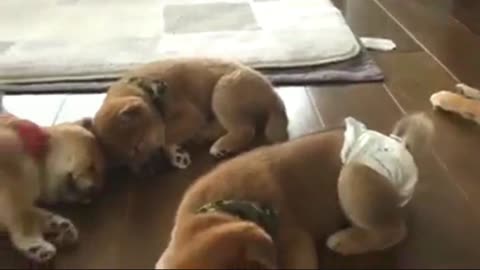 Several Shiba Inu wrapped in diapers are still sleeping