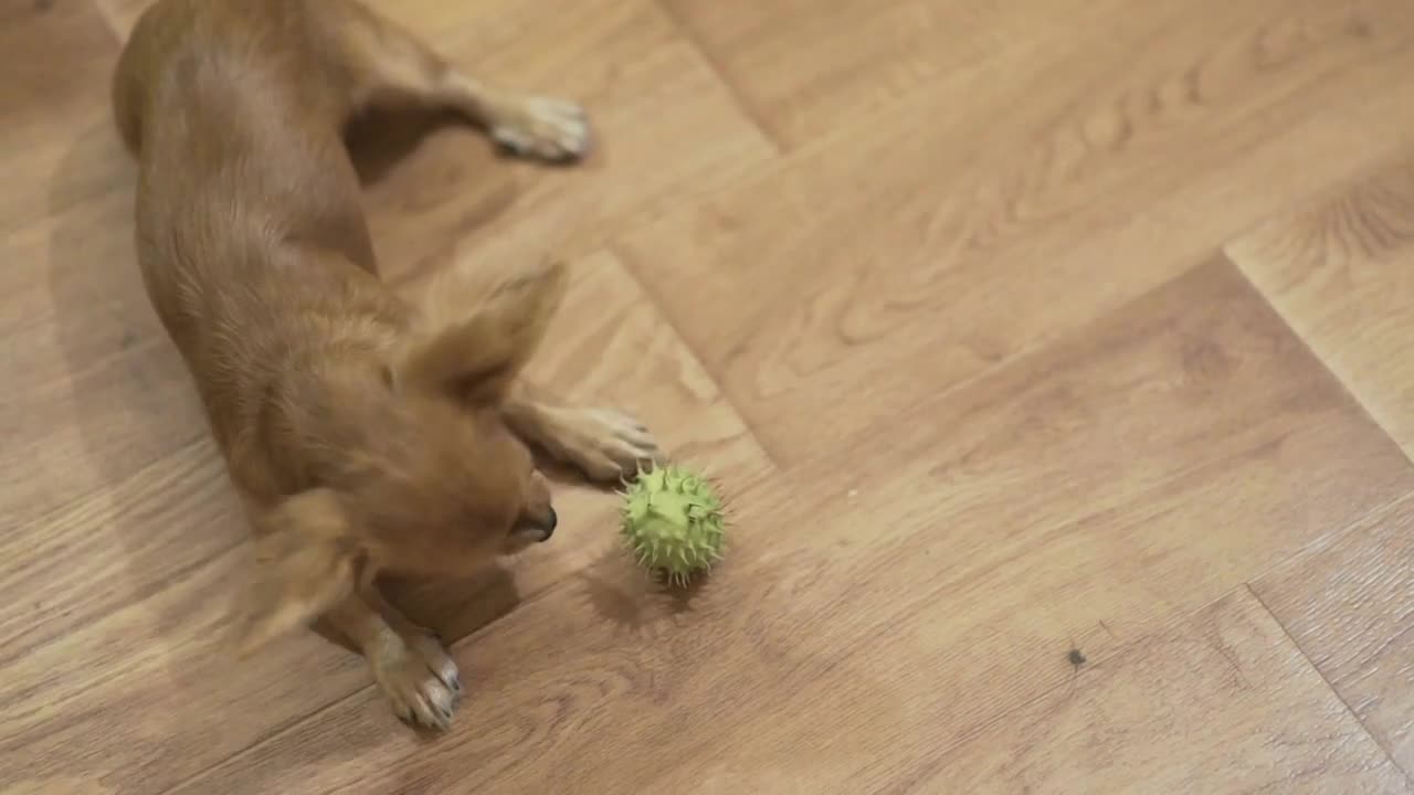 longhaired chihuahua dog plays very funny with a green chestnut