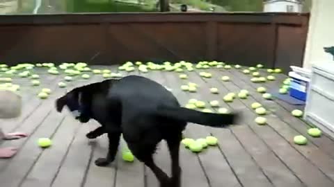 Olha a reação do cachorro quando seu sonho se torna realidade