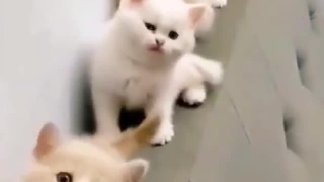 funny pet