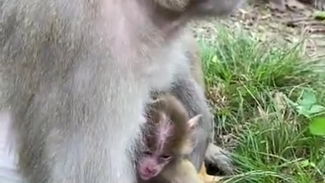 Cute Monkey China & Funny Love monkey| Animals Love