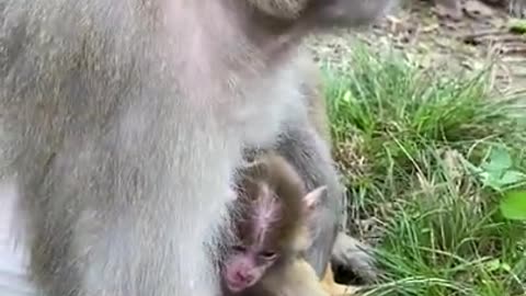 Cute Monkey China & Funny Love monkey| Animals Love