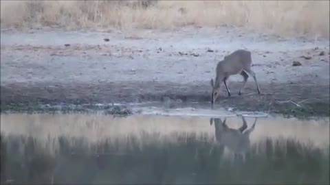 horrifying shot of an exotic flying deer