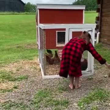 Hen Cute Funny Video | Best Funny Hen Videos | Funny Hens and Kittens