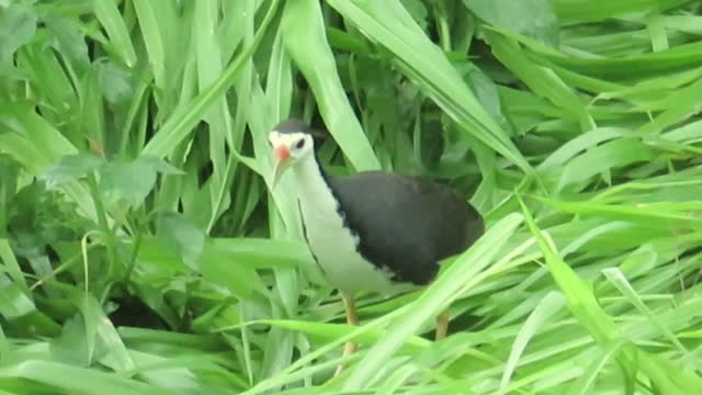 White-breasted waterhen in grasslands