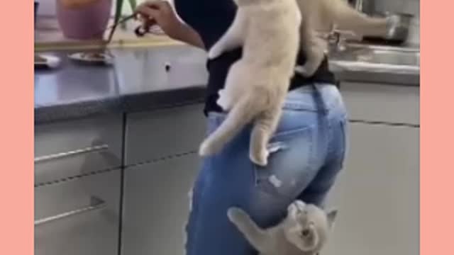 Cat sweet yaar dinner