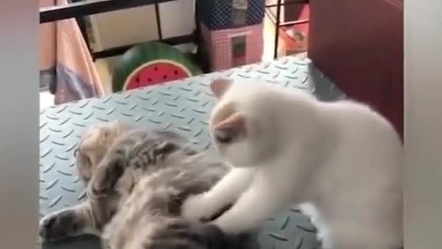 # cute pet # confusing behavior of cats # funny