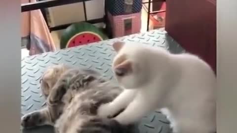 # cute pet # confusing behavior of cats # funny