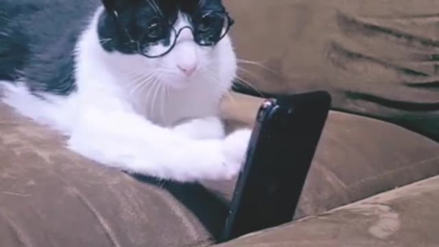 cat watching my video