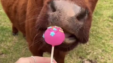 Cake pop for Hope 🤍
