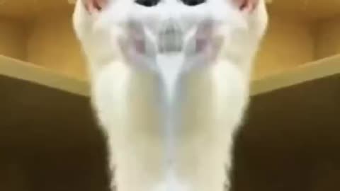 Funny animal