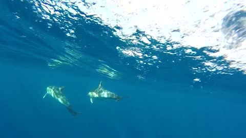 In the company of dolphins