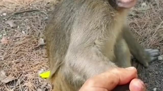 holding the monkey's hand