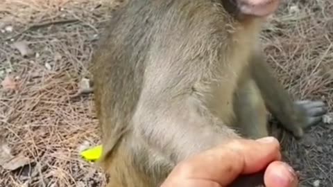 holding the monkey's hand