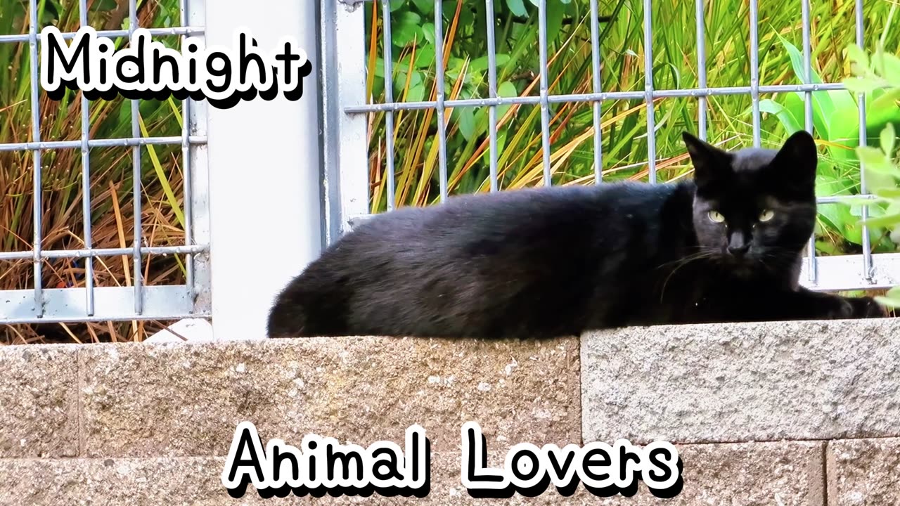 Animal Lovers 9 Cat Name Midnight