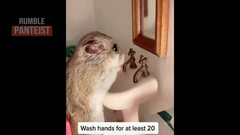 Super Funny Hamsters Videos Compilation 2 (Panteist)