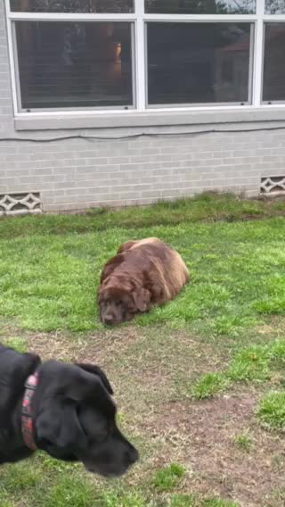 Molly the best dog ever